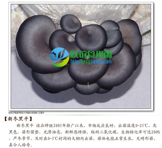 平菇品种名称有哪些?-图1 平菇品种名称有哪些?-图1