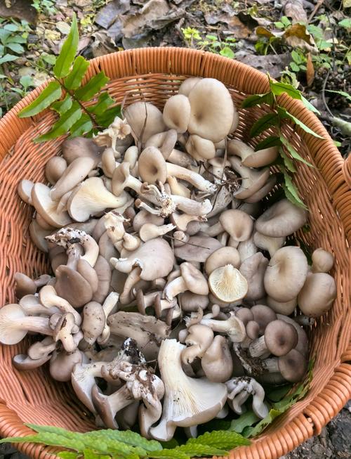 平菇品种名称有哪些?-图2 平菇品种名称有哪些?-图2