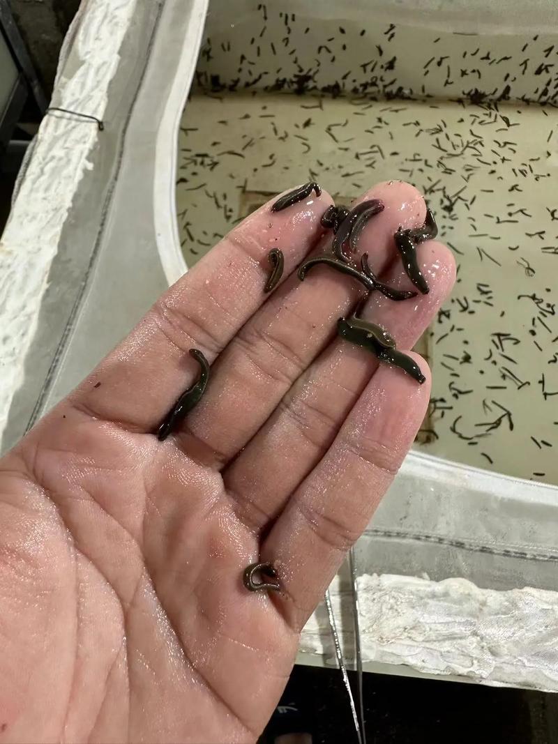 人工菲牛水蛭养殖技术要点有哪些?-图1 人工菲牛水蛭养殖技术要点有哪些?-图1