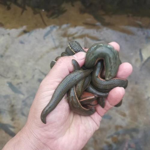 人工菲牛水蛭养殖技术要点有哪些?-图3 人工菲牛水蛭养殖技术要点有哪些?-图3