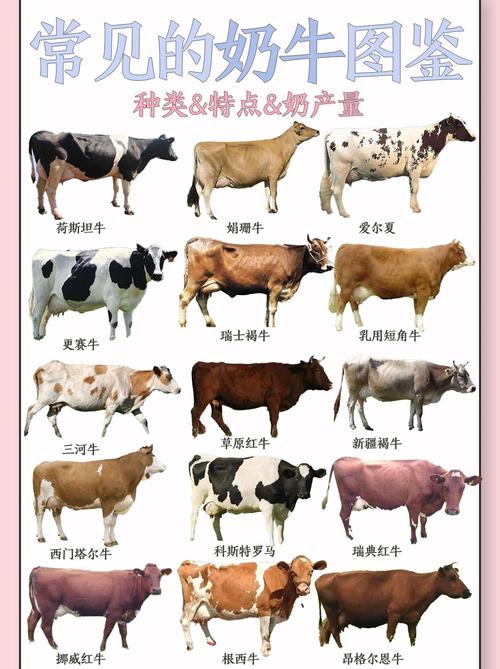 我国主要引进哪些牛品种？-图3