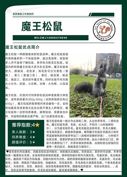 松鼠养殖技术农广天地,关键要点有哪些?-图1 松鼠养殖技术农广天地,关键要点有哪些?-图1