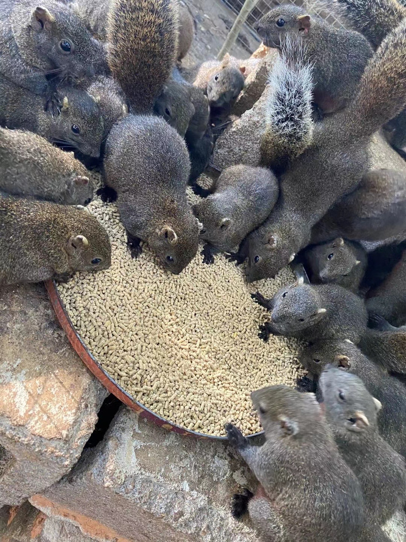 松鼠养殖技术农广天地，关键要点有哪些？-图2