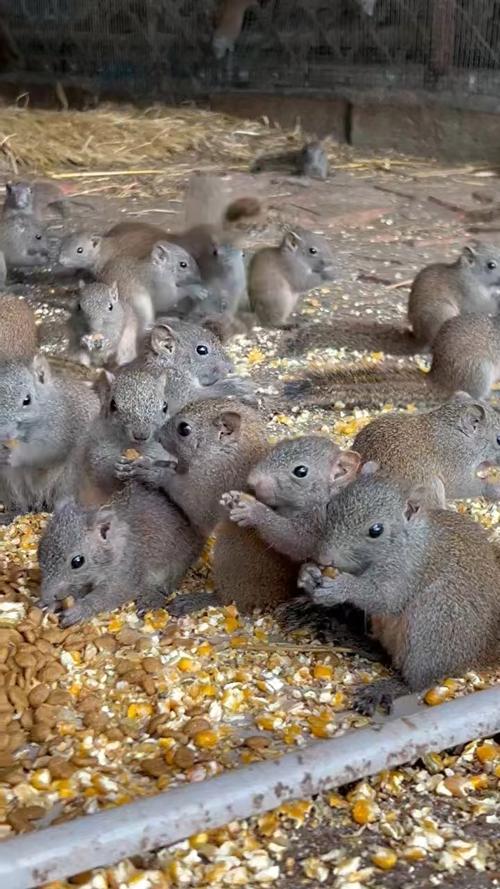 松鼠养殖技术农广天地，关键要点有哪些？-图3