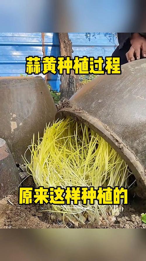 无上栽配蒜黄技术视频有何秘诀?-图2 无上栽配蒜黄技术视频有何秘诀?-图2