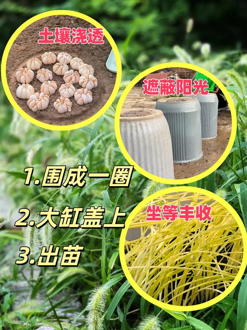 无上栽配蒜黄技术视频有何秘诀?-图1 无上栽配蒜黄技术视频有何秘诀?-图1