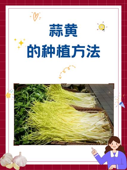 无上栽配蒜黄技术视频有何秘诀?-图3 无上栽配蒜黄技术视频有何秘诀?-图3