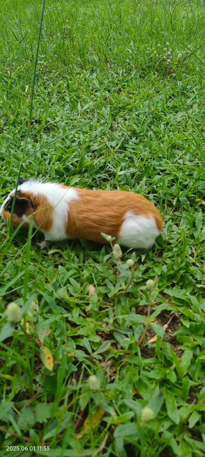 猪也吃草?哪种品种爱吃?-图2 猪也吃草?哪种品种爱吃?-图2