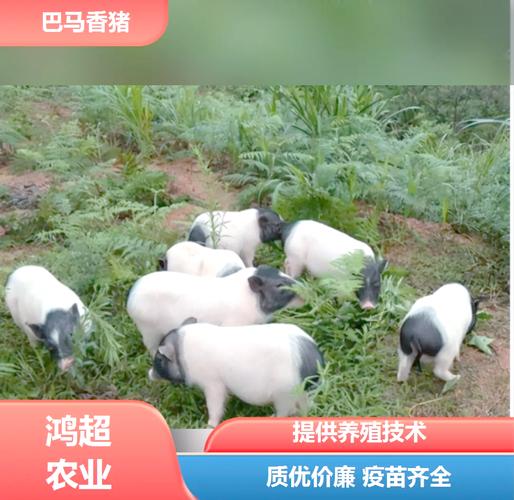 猪也吃草?哪种品种爱吃?-图1 猪也吃草?哪种品种爱吃?-图1