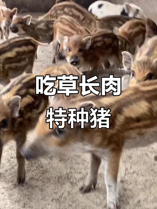 猪也吃草?哪种品种爱吃?-图3 猪也吃草?哪种品种爱吃?-图3