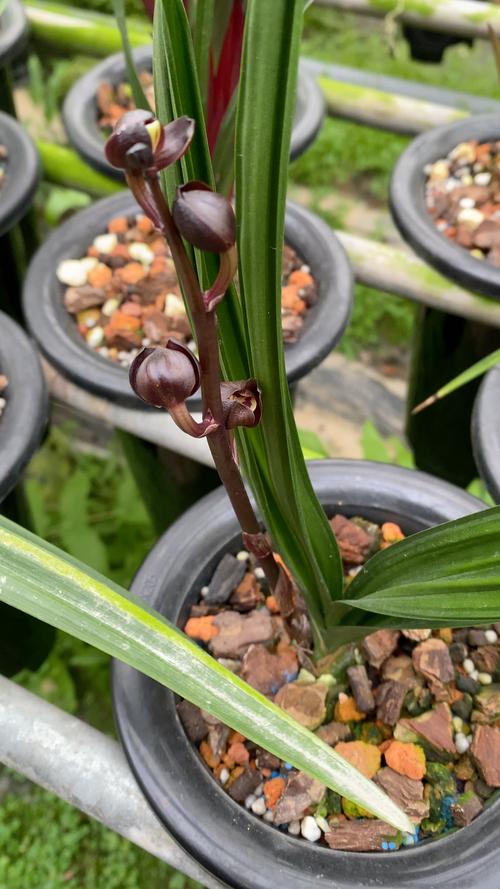 墨兰有哪些优良品种推荐？-图3