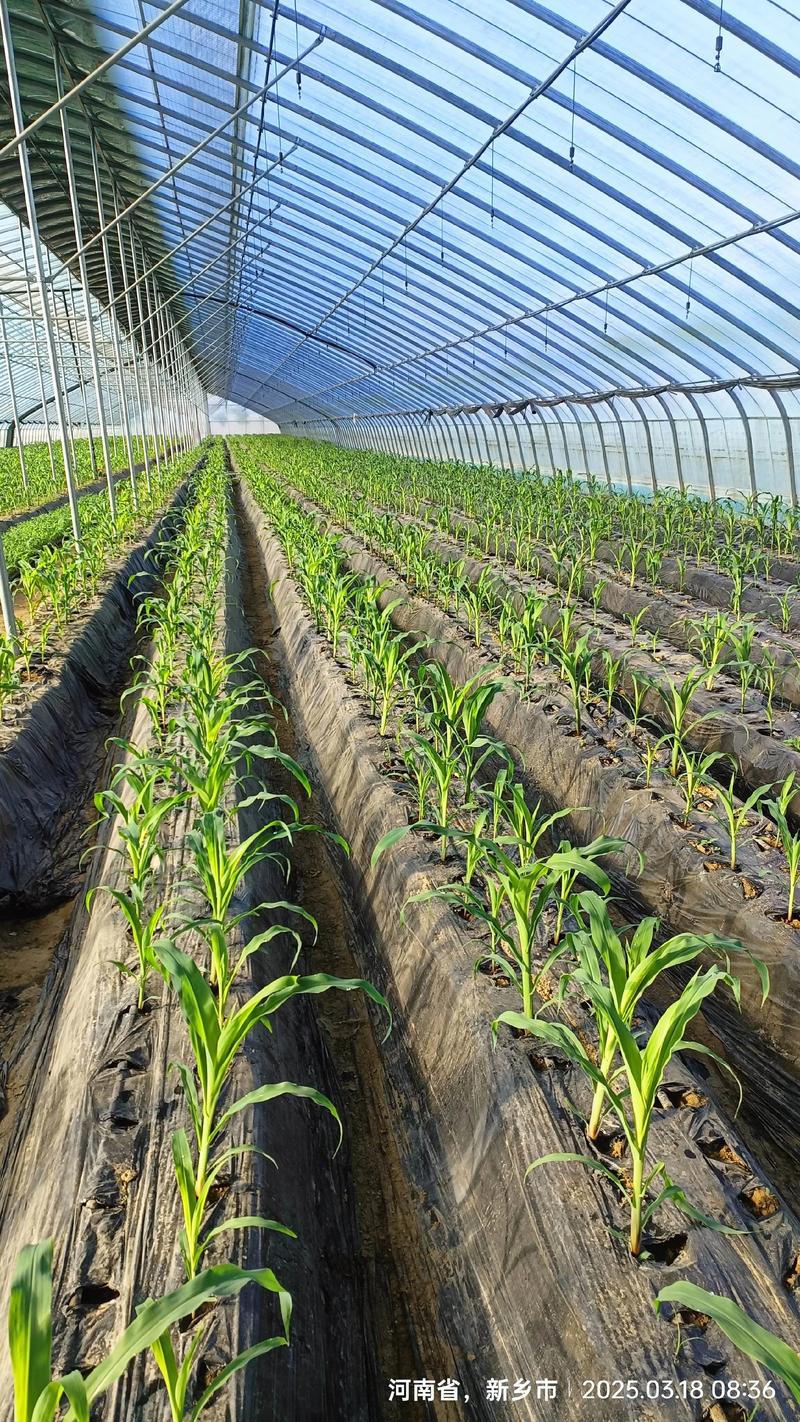 糯玉米种植技术视频要点有哪些?-图1 糯玉米种植技术视频要点有哪些?-图1