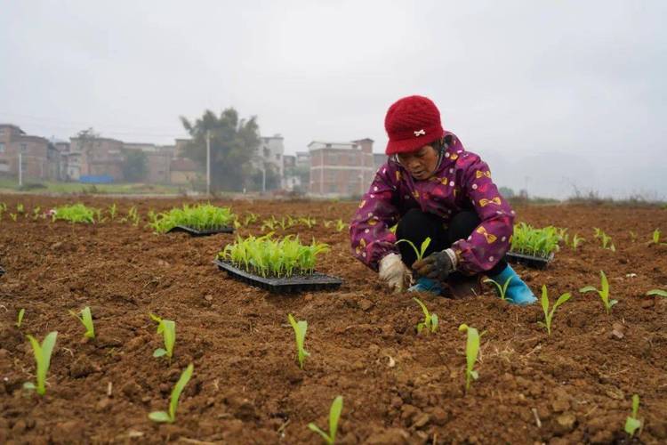 糯玉米种植技术视频要点有哪些?-图3 糯玉米种植技术视频要点有哪些?-图3