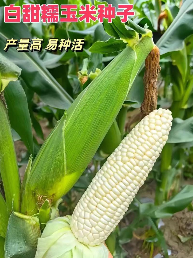 糯玉米种植技术视频要点有哪些?-图2 糯玉米种植技术视频要点有哪些?-图2