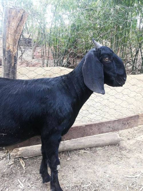 哪种山羊品种繁殖率最高?-图1 哪种山羊品种繁殖率最高?-图1