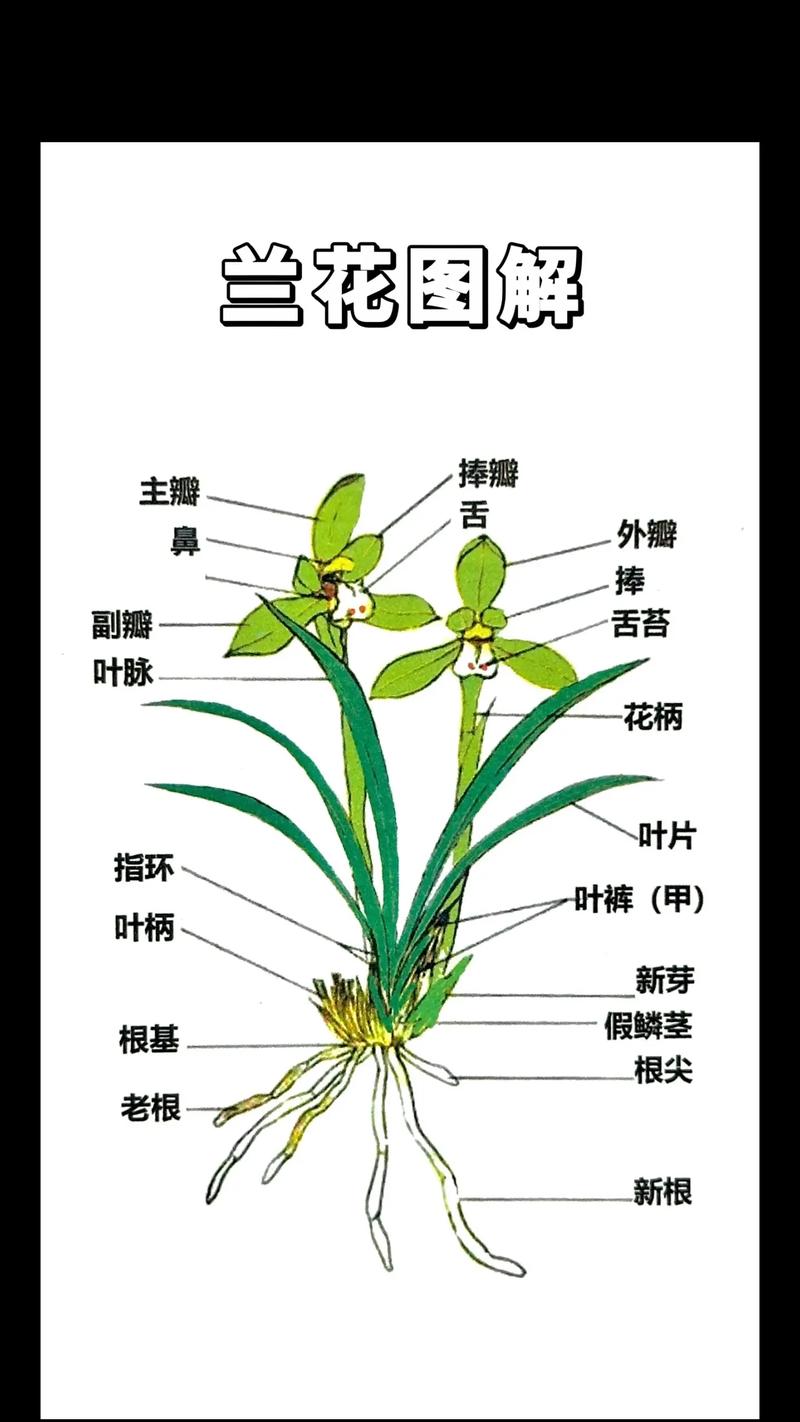 兰草花品种如何快速辨别?-图1 兰草花品种如何快速辨别?-图1