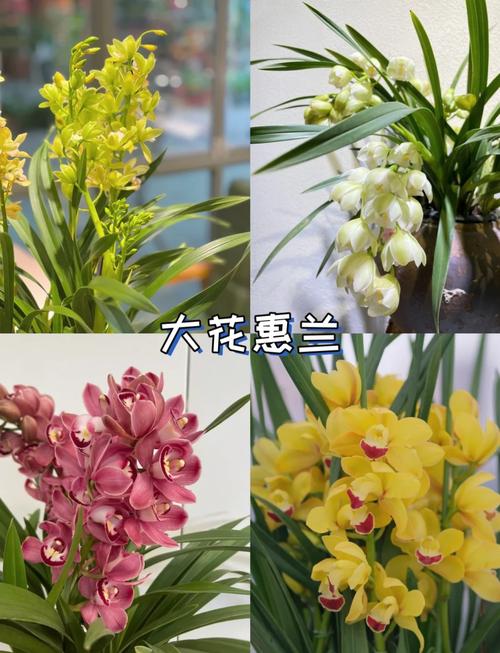 兰草花品种如何快速辨别?-图2 兰草花品种如何快速辨别?-图2