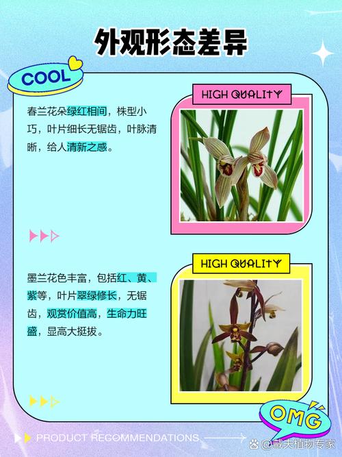 兰草花品种如何快速辨别?-图3 兰草花品种如何快速辨别?-图3