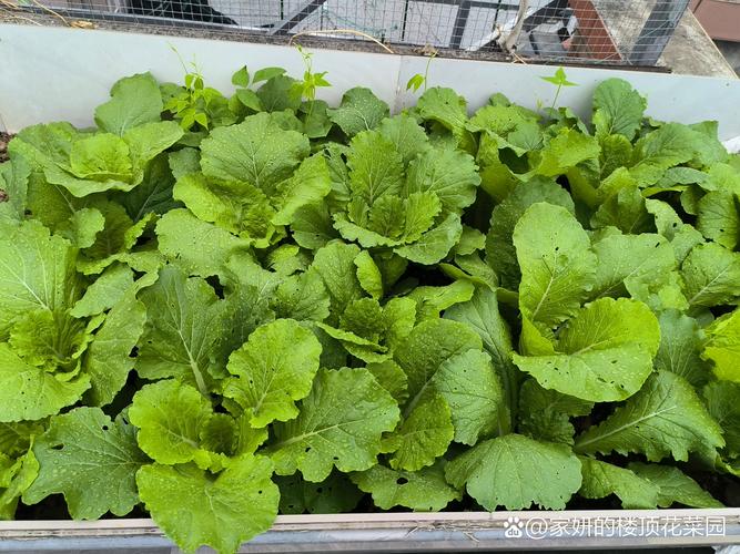 春季露地白菜怎么种才高产?-图1 春季露地白菜怎么种才高产?-图1