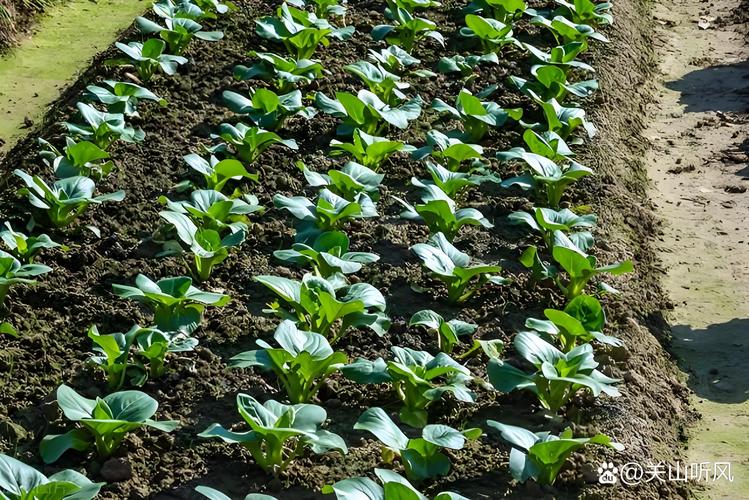 春季露地白菜怎么种才高产？-图2