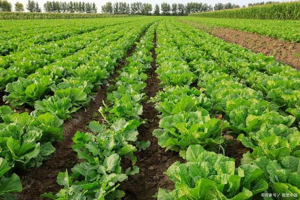 春季露地白菜怎么种才高产？-图3