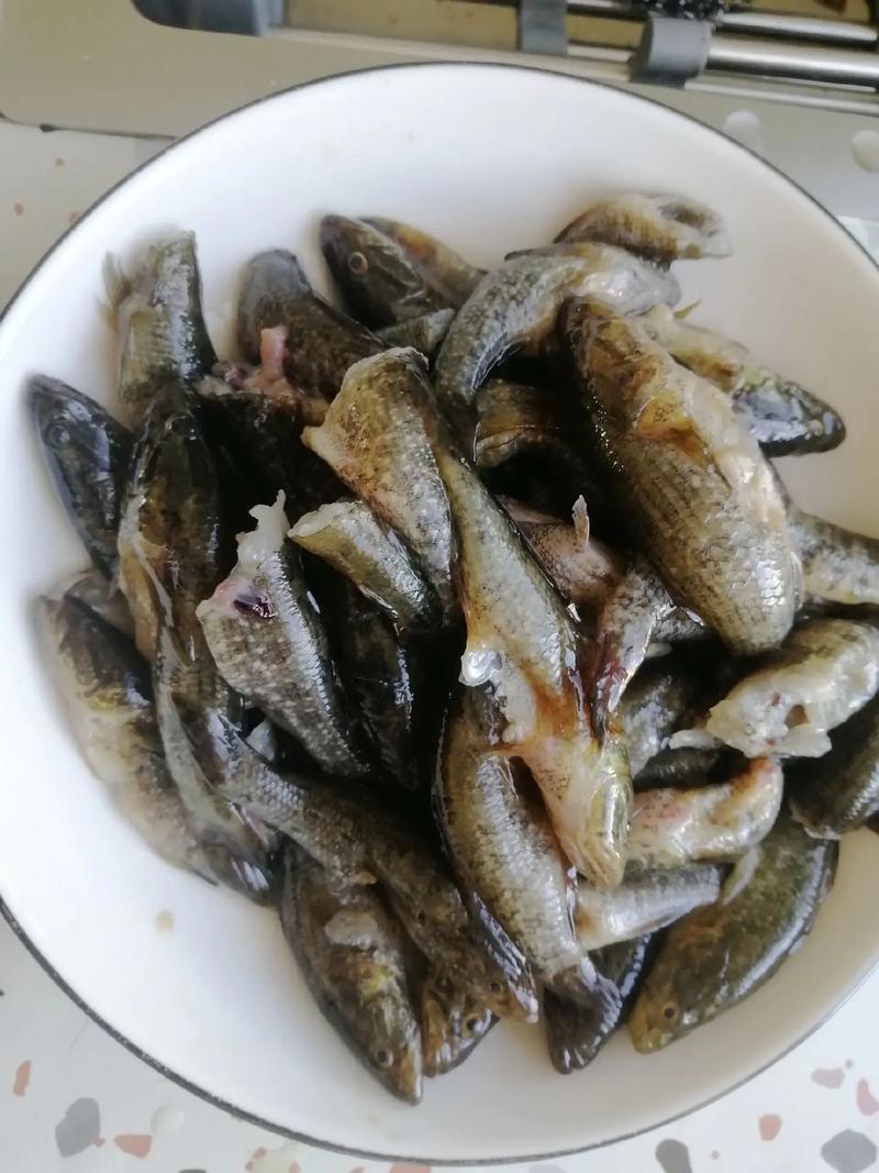 老头鱼养殖吃什么饲料?-图2 老头鱼养殖吃什么饲料?-图2