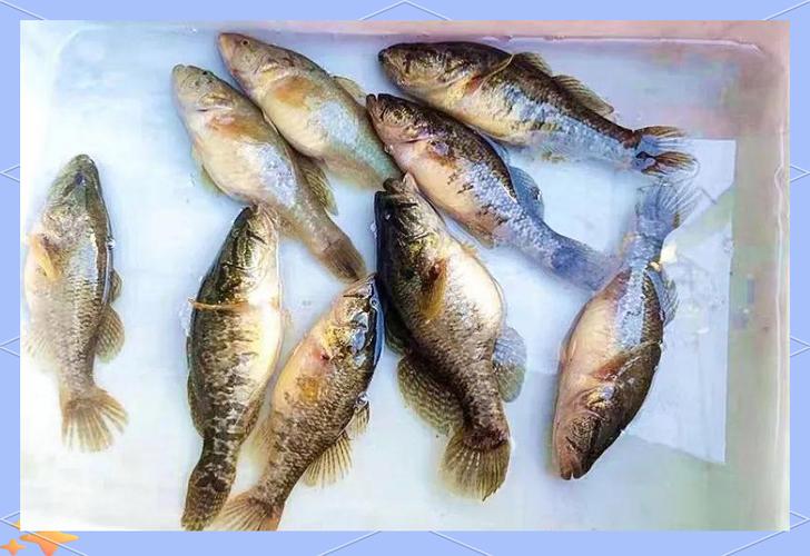 老头鱼养殖吃什么饲料?-图1 老头鱼养殖吃什么饲料?-图1