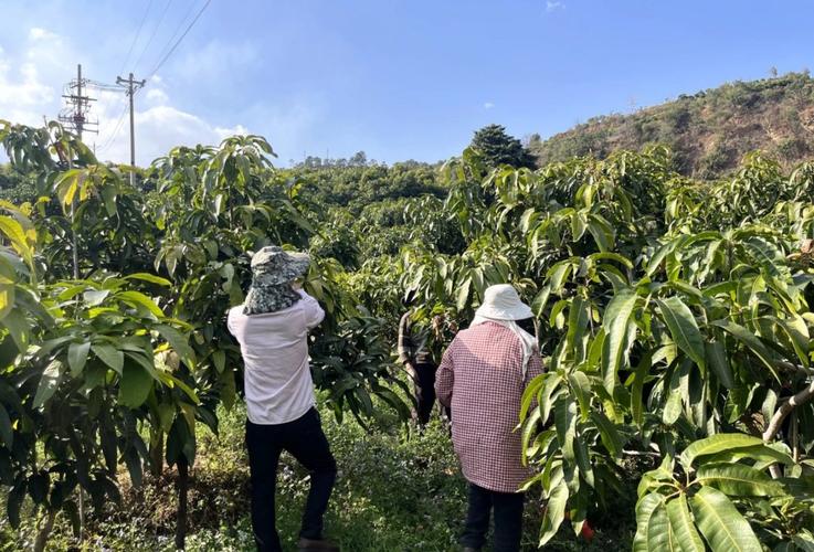 如何实现芒果高产？栽培技术要点有哪些？-图3