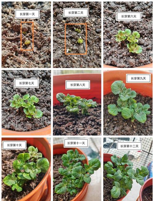 春季土豆怎么种?视频教你关键技术!-图3 春季土豆怎么种?视频教你关键技术!-图3