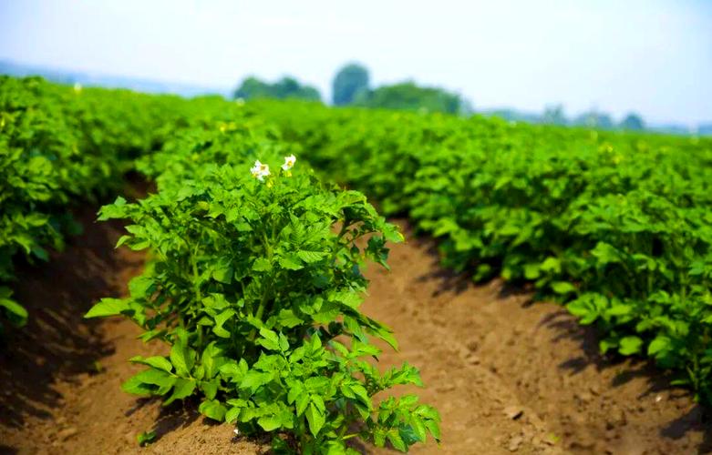 春季土豆怎么种?视频教你关键技术!-图1 春季土豆怎么种?视频教你关键技术!-图1