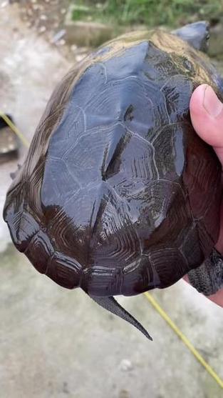 安徽大头草龟养殖技术有哪些关键要点?-图2 安徽大头草龟养殖技术有哪些关键要点?-图2