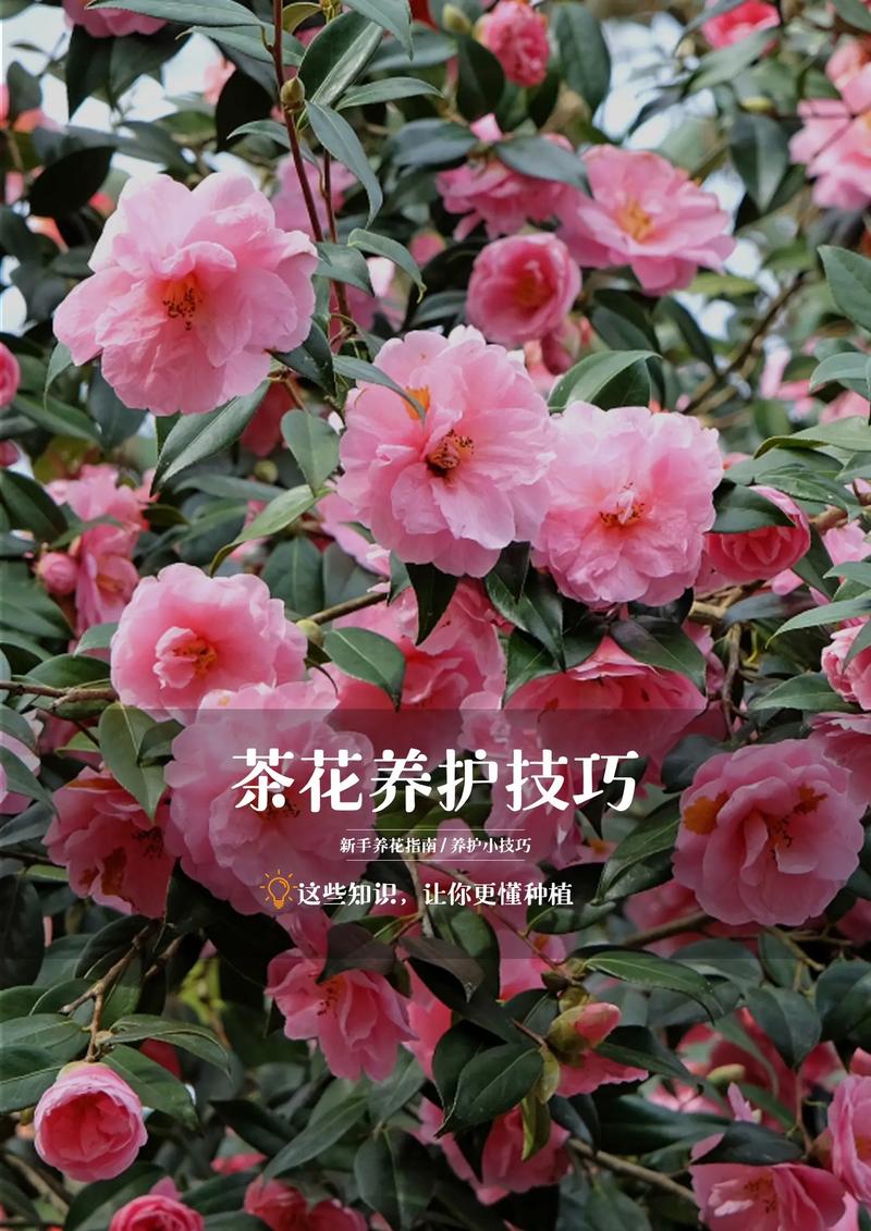 新品种茶花怎么养才好?-图1 新品种茶花怎么养才好?-图1