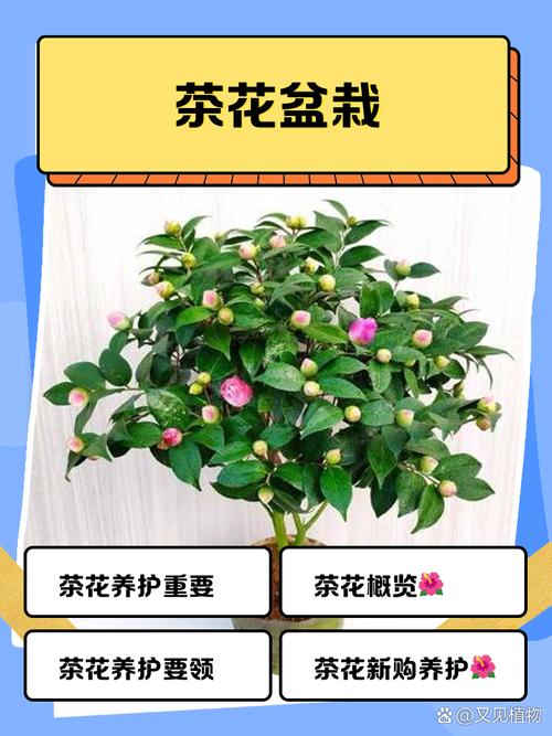 新品种茶花怎么养才好?-图2 新品种茶花怎么养才好?-图2