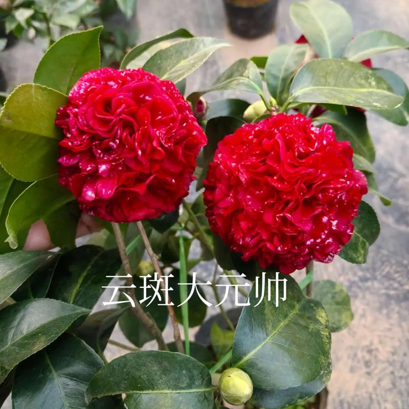 新品种茶花怎么养才好?-图3 新品种茶花怎么养才好?-图3