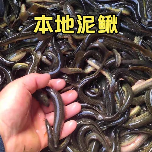 泥鳅苗品种怎么选?-图1 泥鳅苗品种怎么选?-图1