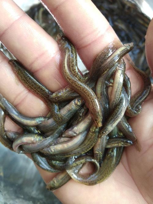 泥鳅苗品种怎么选?-图2 泥鳅苗品种怎么选?-图2