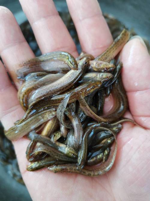 泥鳅苗品种怎么选?-图3 泥鳅苗品种怎么选?-图3