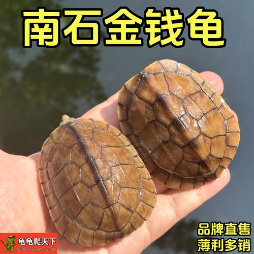 2025石金钱龟苗价格多少钱一只?-图1 2025石金钱龟苗价格多少钱一只?-图1
