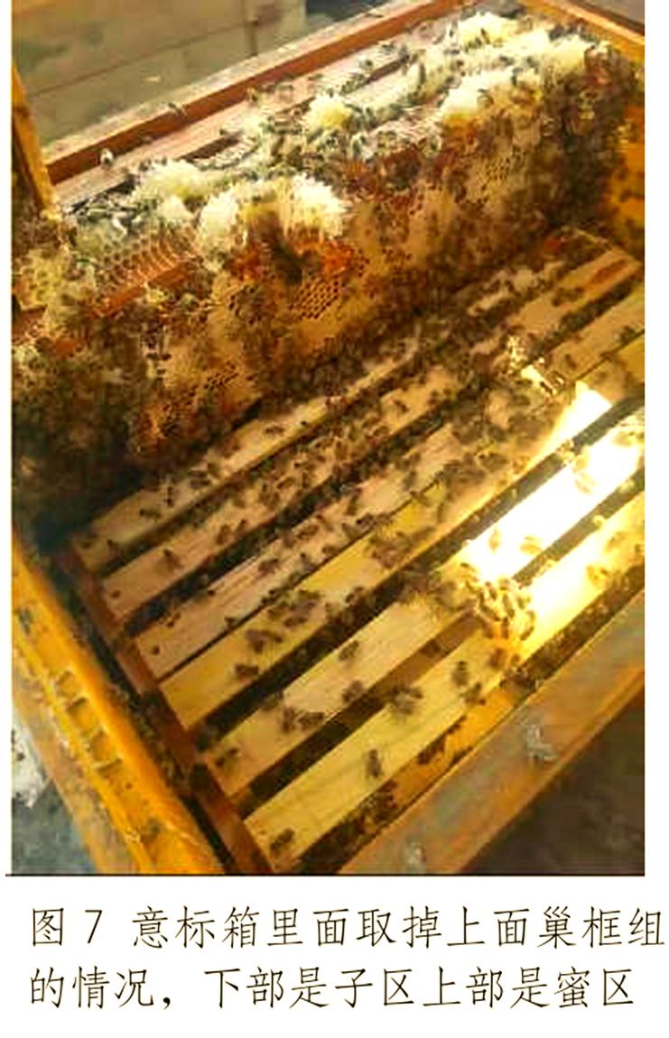 中蜂新法饲养技术视频，新手能学会吗？-图2