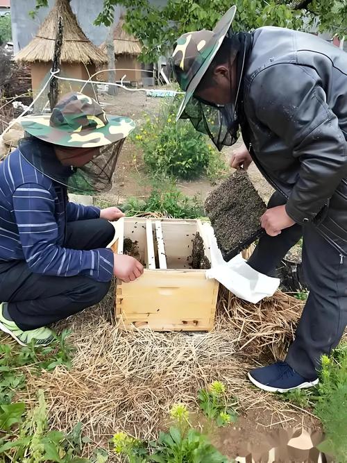 中蜂新法饲养技术视频,新手能学会吗?-图1 中蜂新法饲养技术视频,新手能学会吗?-图1