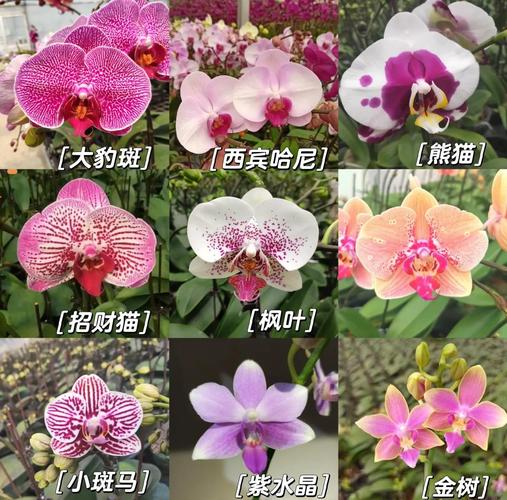 哪些蝴蝶兰是多花品种?-图2 哪些蝴蝶兰是多花品种?-图2