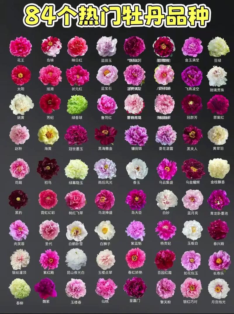 牡丹花品种颜色有哪些?-图1 牡丹花品种颜色有哪些?-图1
