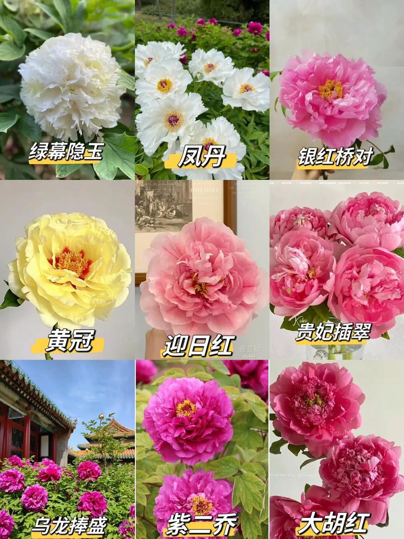 牡丹花品种颜色有哪些?-图2 牡丹花品种颜色有哪些?-图2