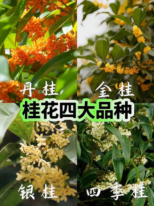 桂花树哪个品种最好?-图1 桂花树哪个品种最好?-图1