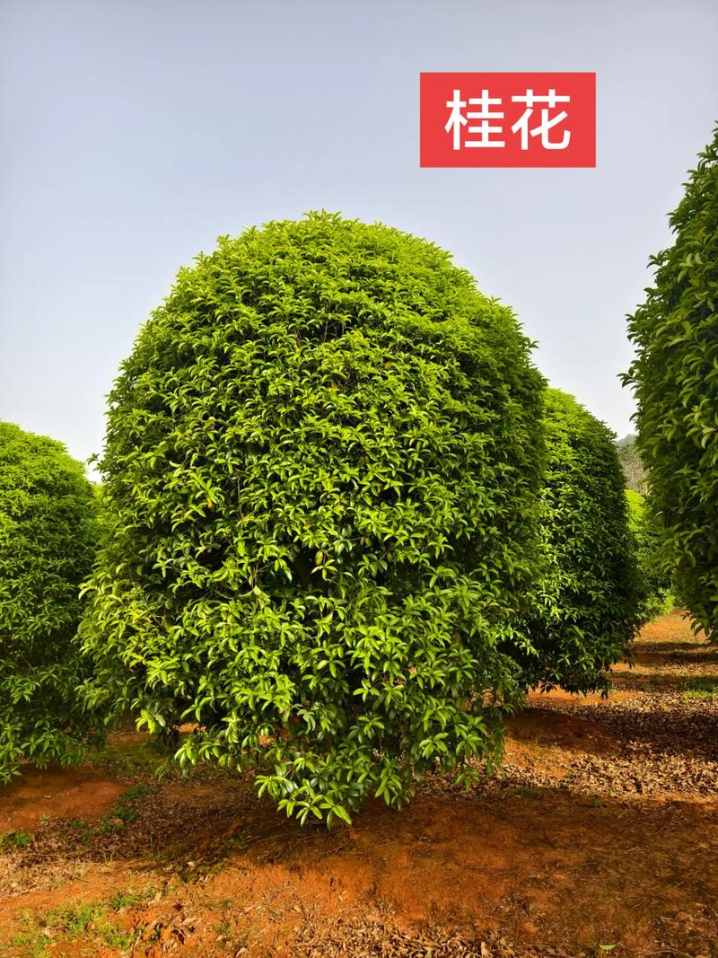 桂花树哪个品种最好?-图3 桂花树哪个品种最好?-图3