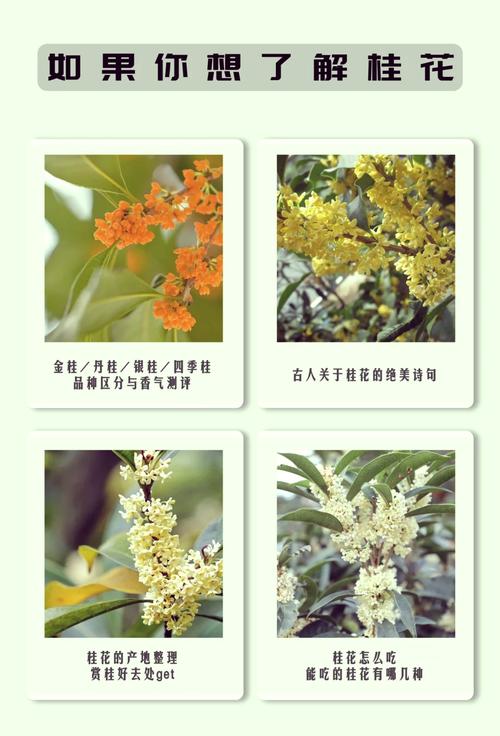 桂花树哪个品种最好?-图2 桂花树哪个品种最好?-图2