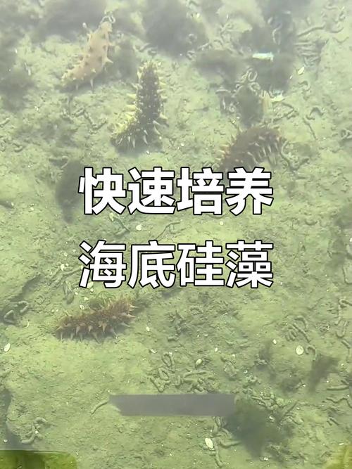 海参池塘养殖技术规范有哪些要点?-图2 海参池塘养殖技术规范有哪些要点?-图2