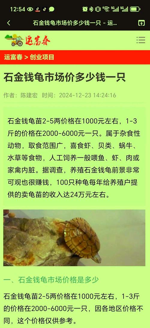 2025年石龟最新价格多少?-图1 2025年石龟最新价格多少?-图1