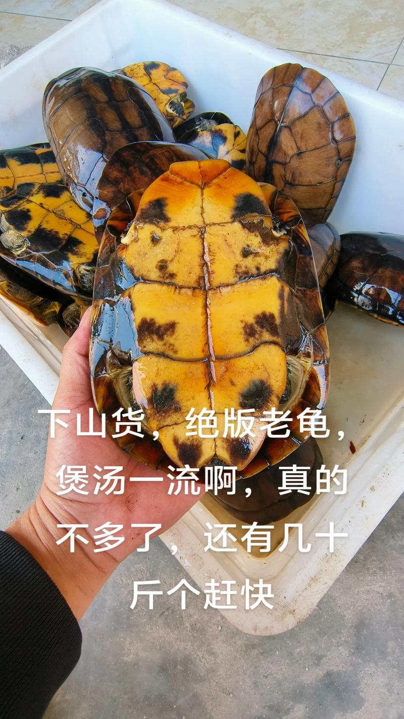 2025年石龟最新价格多少？-图3