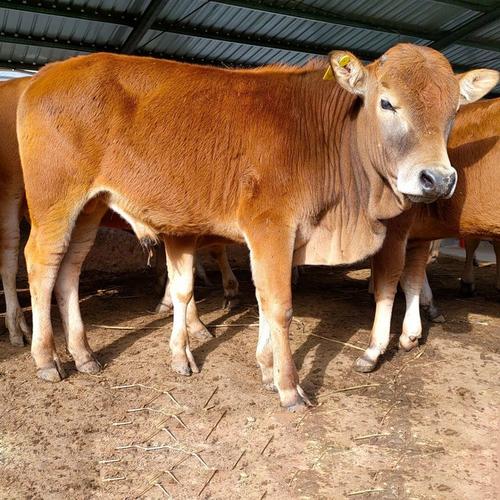 湖南适合养哪些品种的牛？-图3